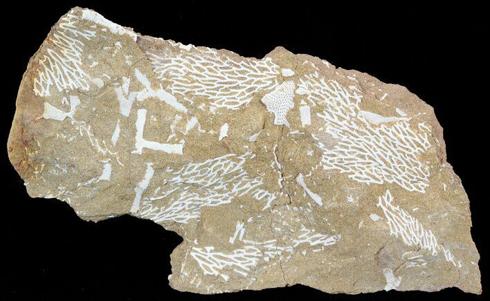 Ordovician Bryozoans (Chasmatopora) Plate - Estonia #49958